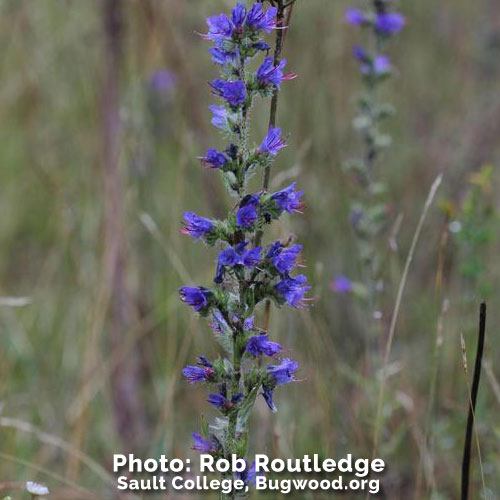 blue weed