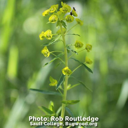 leafy spurge