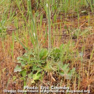 rush skeletonweed