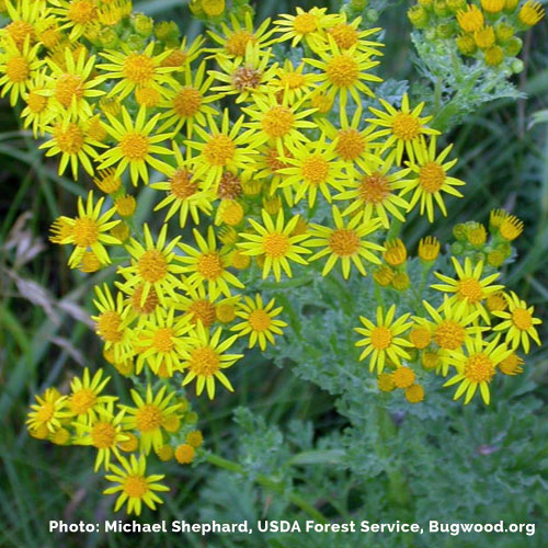 tansy ragwort